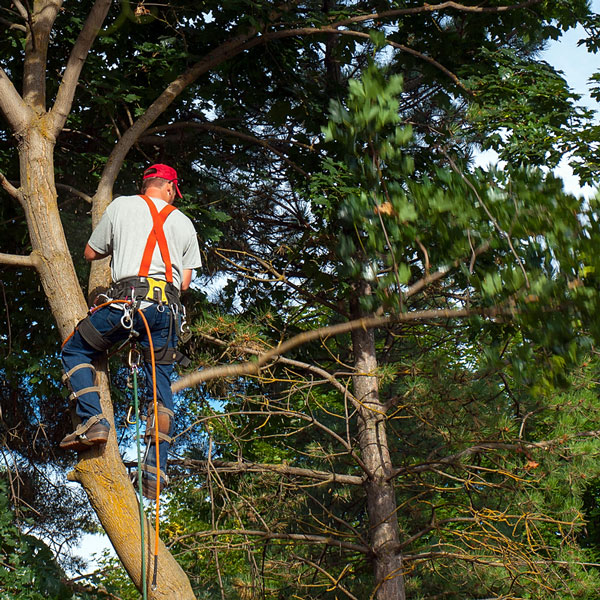 Tree Service